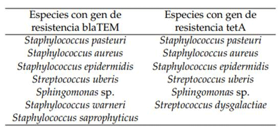 Tabla 3 Especies resistentes a β-lactámicos y tetracilinas 