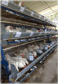 Evaluación del desempeño de gallinas en producción con la adición de extractos de plantas y levaduras como alternativa al uso de antibióticos promotores de rendimiento - Image 1