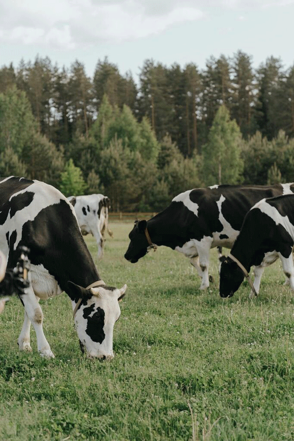 El uso de la leche de descarte y la generación de resistencias a antibióticos