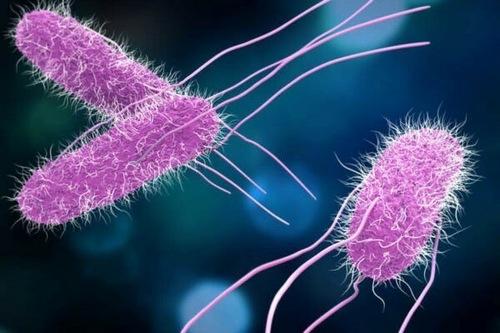 Salmonella en la industria avícola. Puntos críticos de contaminación - Image 1