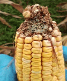 Espigas con daño por orugas y fructificaciones de hongos (foto: Emilia BalbiEntomología, INTA Marcos Juárez).