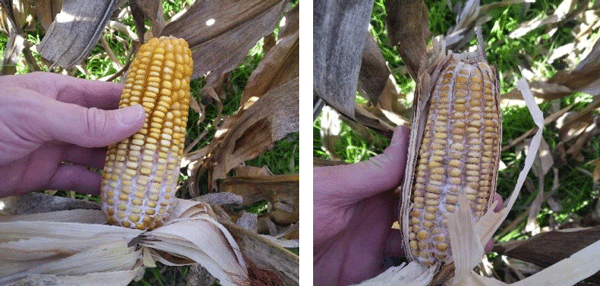 Diferentes infestaciones de Stenocarpella maydis. El micelio forma una masa blanca-grisácea abundante entre los granos que avanza desde la base de la mazorca hacía la punta. Para confirmar la presencia se deben remitir al laboratorio para su correcta identificación. (Fotos: Enrique Alberione-INTA Marcos Juárez).