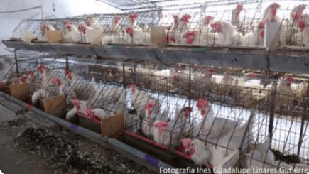 Respuesta productiva de la gallina de postura a la adición de una mezcla de propilenglicol y de propionato - Image 13