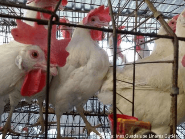 Respuesta productiva de la gallina de postura a la adición de una mezcla de propilenglicol y de propionato - Image 22