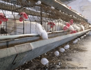 Respuesta productiva de la gallina de postura a la adición de una mezcla de propilenglicol y de propionato - Image 29