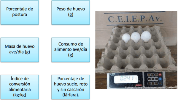 Respuesta productiva de la gallina de postura a la adición de una mezcla de propilenglicol y de propionato - Image 17