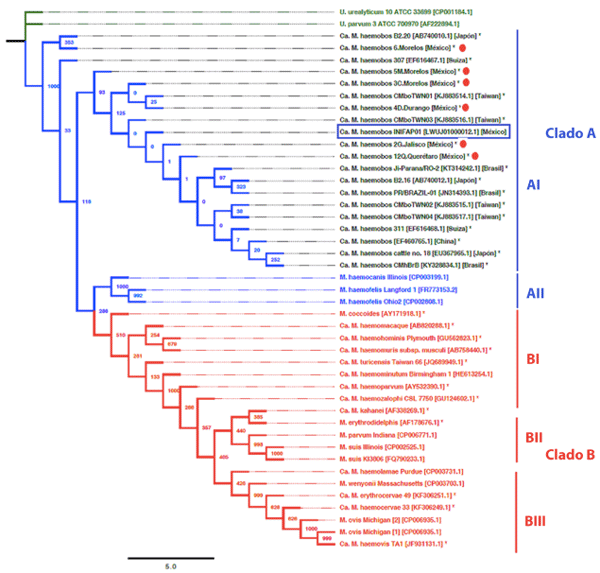 Figura 2. Árbol filogenético de hemoplasmas basado en las secuencias del gen 16S rRNA. Los hemoplasmas se agrupan en el clado A (azul) y B (rojo). Los subclados se muestran los subclados AI y AII son del clado A, y BI, BII y BIII del clado B. El árbol filogenético fue construido con el programa PhyML (versión 3.1) utilizando el método estadístico de máxima verosimilitud con 1000 repeticiones de bootstrap. Las secuencias del género de Ureaplasma (grupo externo) se muestran en letras color verde. Los números de acceso de GenBank se muestran entre corchetes. En el rectángulo azul se muestra la cepa INIFAP01 (LWUJ01000012.1) y el círculo rojo señala las cepas utilizadas en este trabajo.