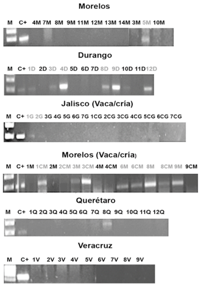 Figura 1. Productos de PCR (496 pb) que amplifican una región del gen 16S rRNA de Ca. M. haemobos. Se obtuvieron muestras positivas a Ca. M. haemobos en muestras de Morelos, Durango, Jalisco. En muestras de Querétaro y Veracruz no se detectó al hemoplasma. C+ (control positivo), marcador de peso molecular (MPM). Los nombres de las muestras en color gris corresponden a muestras positivas por PCR.