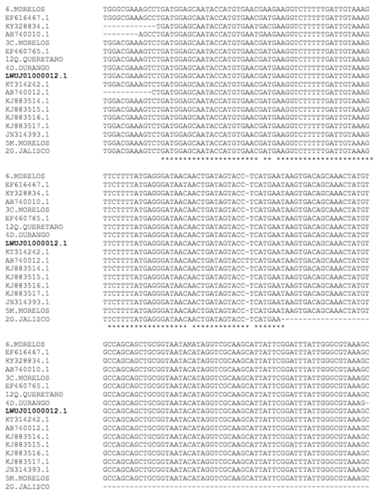 Figura 3. Alineamiento de una región de las secuencias del gen 16S rRNA de Ca. M. haemobos. Se alinearon las secuencias de Ca. M. haemobos reportadas de acuerdo con el número de acceso de GenBank, Ca. M. haemobos INIFAP01 (LWUJ01000012.1, resaltada en color rojo) y las cepas de Ca. M. haemobos reportadas en este trabajo (6 Morelos, 3C Morelos, 12Q Querétaro, 4D Durango, 5M Morelos y 2G Jalisco). La identidad oscila entre 96 y 100%.