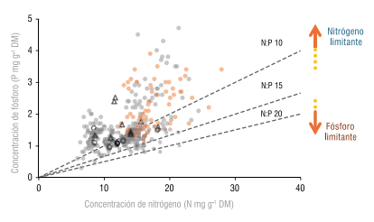 Figura 4 - Relación entre la concentración de nitrógeno (N) y fósforo (P) en los pastizales nativos del Río de la Plata. Los datos de los casos fertilizados con P (triángulo abierto) y no fertilizados (círculo abierto) provienen de los estudios incluidos en el metaanálisis. Superpuestos sobre datos de muestras tomadas en sitios comerciales de Uruguay entre 2002 y 2018 (círculos grises sólidos), y entre 2014-2018 (círculos rojos sólidos).