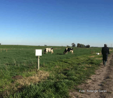 Figura 1 - Vacas en pastoreo en una de las franjas del experimento realizado durante la primavera del 2020.