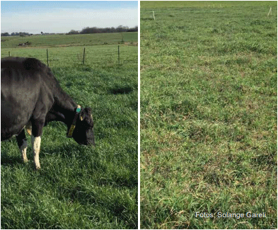 Figura 3 - que la encontrada en el manejo ACH. Pre (izquierda) y post pastoreo (derecha) objetivo del manejo orientado a un alto consumo de pasto por animal.