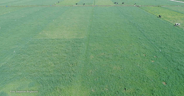 ¿QUÉ IMPACTO PODEMOS ESPERAR DEL MANEJO DEL PASTOREO Y DE LA SUPLEMENTACIÓN DE LAS VACAS LECHERAS DURANTE LA PRIMAVERA?