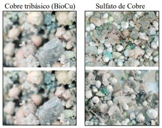 Ensayo de premezcla para rumiantes con CTB y CUSO4 - Image 2