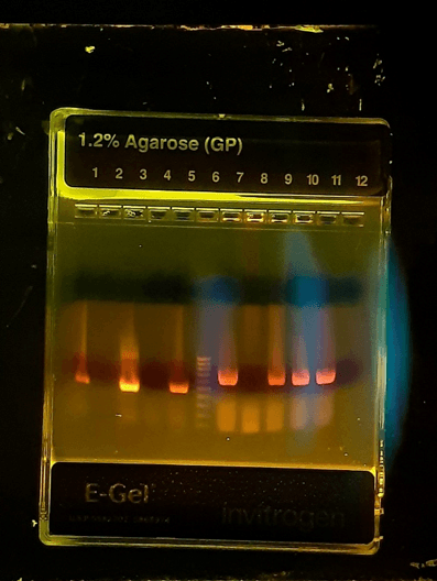 El diagnóstico molecular como la herramienta más precisa en la diferenciación de las cepas vacunas - Image 1