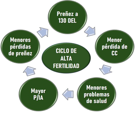 Figura 4: El ciclo de alta fertilidad. Adaptado de Fricke et al. (2023)