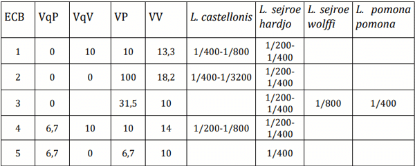 Tabla 4: Prevalencia de animales reactores positivos, serovares de Leptospira y títulos serológicos extremos en los grupos por establecimientos de cría bovina (ECB). Grupo de vaquillonas de 1er parto preñadas (VqP) y grupo de vacías (VqV), grupo de vacas multíparas preñadas (VP) y grupo de vacías (VV) en los establecimientos de cría bovina (ECB).