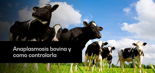 Anaplasmosis bovina: ¿Cómo controlarla? - Image 1