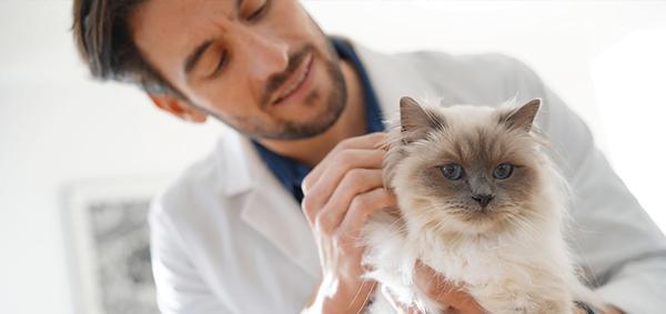 ¿Por qué el médico veterinario es imprescindible para la sociedad actual? - Image 1