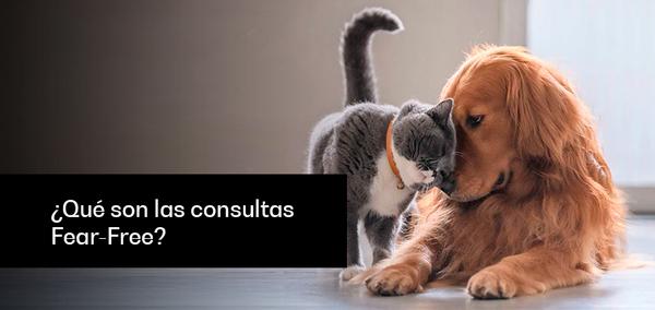 ¿Qué son las consultas Fear-Free? - Image 1