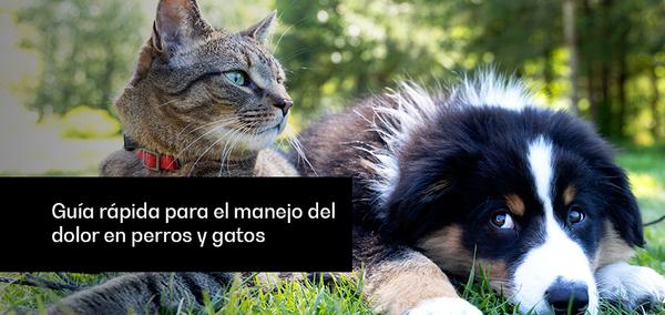 Guía rápida para el manejo del dolor en perros y gatos - Image 1