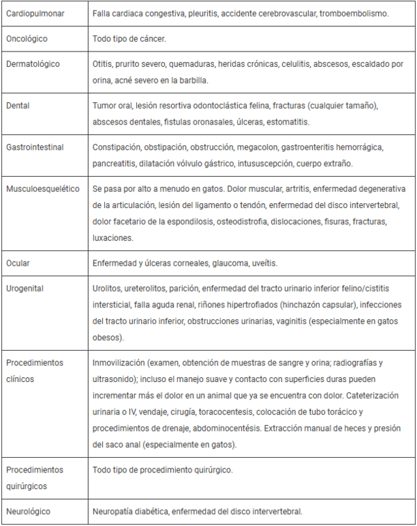 Guía rápida para el manejo del dolor en perros y gatos - Image 2