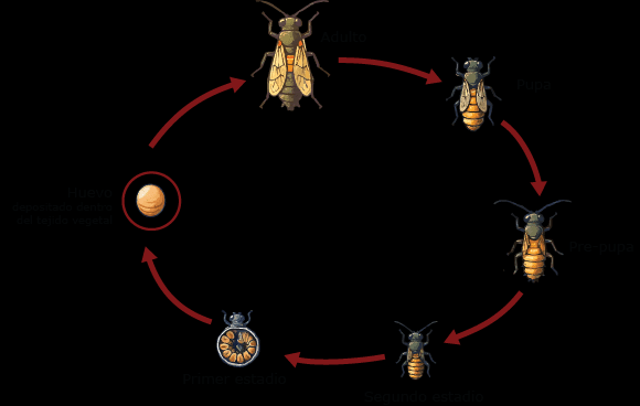 “Chaetanaphothrips signipennis” Distribución geográfica de la plaga e Impacto económico - Image 2