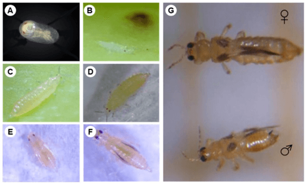 Chaetanaphothrips signipennis. A) Huevo, B) Ninfa I, C) Ninfa II, D) Ninfa III. E) Prepupa, D) Pupa y G) Adulto. Créditos: TNAU 2019; Clercx et al., 2015