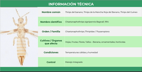 informacion tecnica