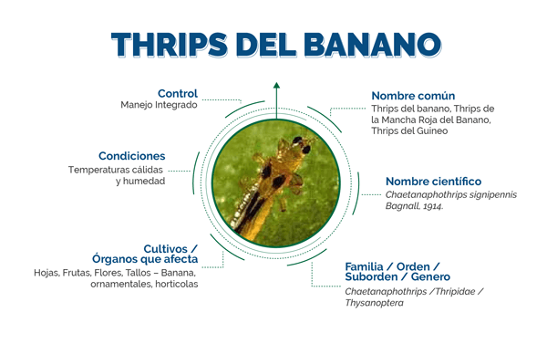 thrips del banano