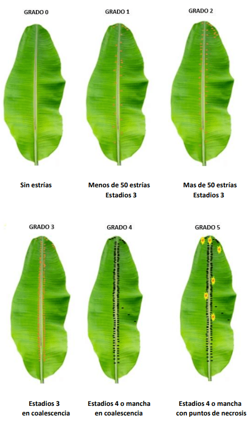 ESCALA PARA LA EVALUCIÓN DEL PORCENTAJE DE FUENTE DE INÓCULO