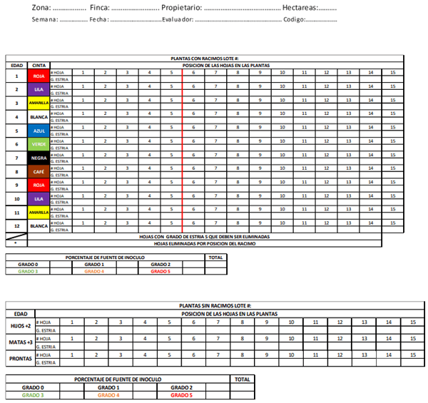 HOJA DE CAMPO PARA EL MUESTREO DE LAS HOJAS CON ESTRIA Y NECROSIS EN PLANTAS CON Y SIN RACIMOS