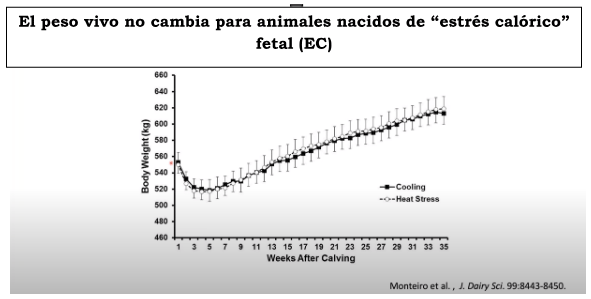 El peso vivo no cambia para animales nacidos de “estrés calórico” fetal (EC)