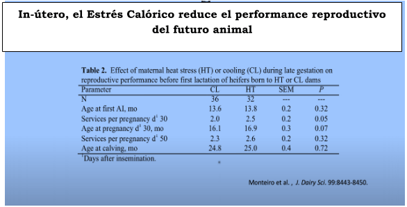 In-útero, el Estrés Calórico reduce el performance reproductivo del futuro animal