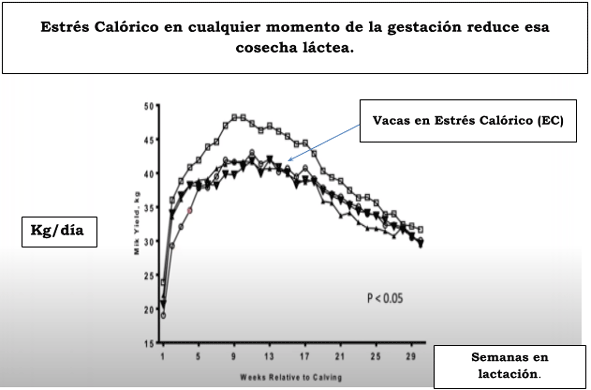 Estrés Calórico en cualquier momento de la gestación reduce esa cosecha láctea.