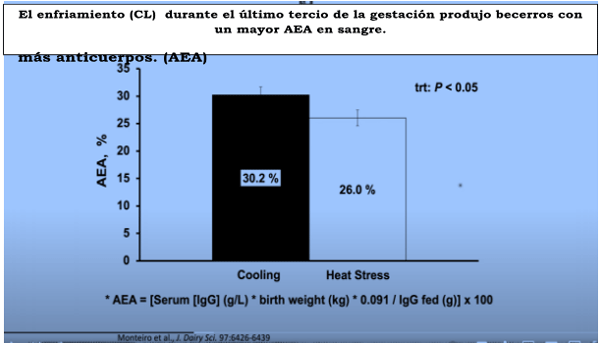 El enfriamiento (CL) durante el último tercio de la gestación produjo becerros con un mayor AEA en sangre.