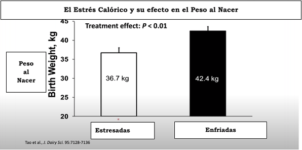 El Estrés Calórico y su efecto en el Peso al Nacer