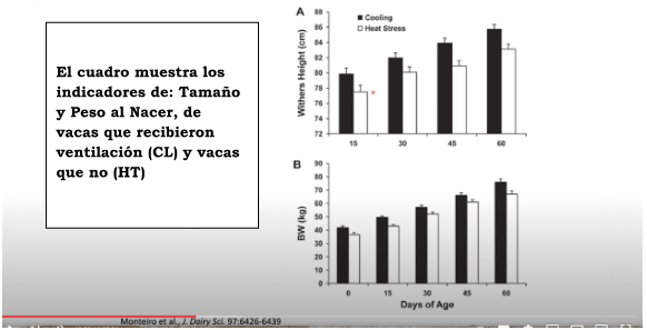 El cuadro muestra los indicadores de: Tamaño y Peso al Nacer, de vacas que recibieron ventilación (CL) y vacas que no (HT)