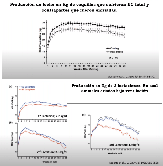 Producción de leche en Kg de vaquillas que sufrieron EC fetal y contrapartes que fueron enfriadas.