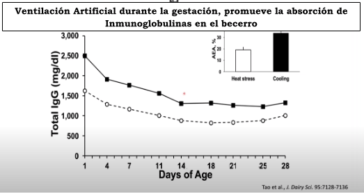 Ventilación Artificial durante la gestación, promueve la absorción de Inmunoglobulinas en el becerro