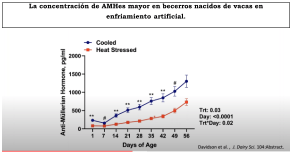 La concentración de AMHes mayor en becerros nacidos de vacas en enfriamiento artificial.