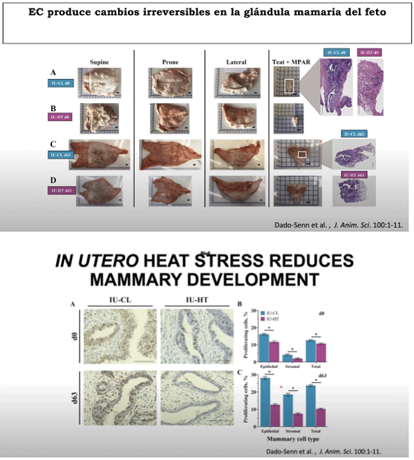 EC produce cambios irreversibles en la glándula mamaria del feto