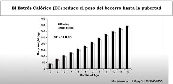 El Estrés Calórico (EC) reduce el peso del becerro hasta la pubertad