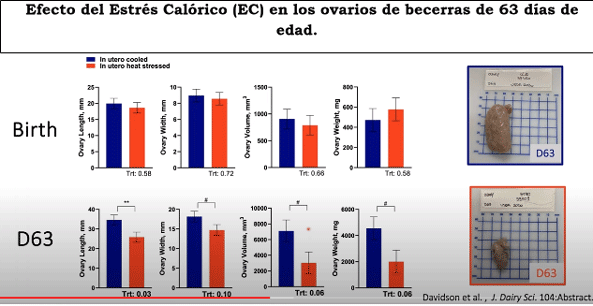  Efecto del Estrés Calórico (EC) en los ovarios de becerras de 63 días de edad.