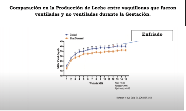 Comparación en la Producción de Leche entre vaquillonas que fueron ventiladas y no ventiladas durante la Gestación.