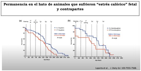 Permanencia en el hato de animales que sufrieron “estrés calórico” fetal y contrapartes