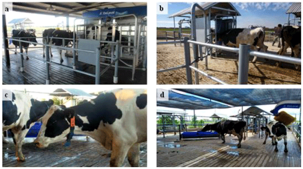 Figura 2. Robot ordeñador en vista frontal (a), con una vaca en ordeño y otras dos que esperan para poder ingresar. Las tranqueras inteligentes (b) poseen antenas y sensores que facilitan el movimiento voluntario de los animales por los diferentes sectores. Las tranqueras y el robot identifican a los animales mediante collares electrónicos (c). En el corral de espera o área de preordeño (d), los animales pueden disponer de media sombra, bebederos, y cepillos rascadores que contribuyen al confort animal.