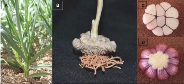 Aislamiento e identificación de Aspergillus sección Nigri, potencial de producción de micotoxinas y lipasas en ajos comercializados en Brasil - Image 1