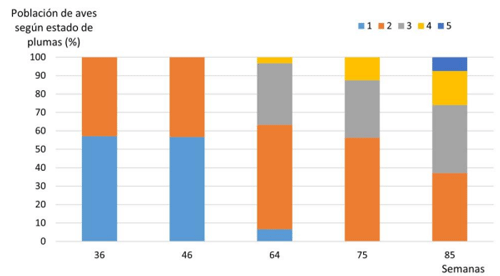 Figura 12. Población de aves en función del estado de plumas de la semana 36 a la 85 según escala Webster y Hurnik (1990): 1. Plumaje abundante y completo; 2. Plumaje alborotado sin áreas vacías; 3. Áreas sin plumas menores a 5 cm; 4. Áreas sin plumas mayores a 5 cm; 5. Áreas sin plumas y con lesiones en la piel.