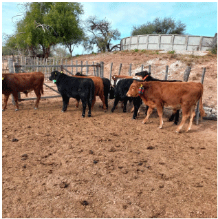 Figura 2. vacas con collar GPS